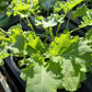 Bio Grünkohl (Brassica oleracea var. sabellica) - Topfpflanze