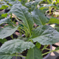 Bio Palmkohl 'Nero di Toscana' (Brassica oleracea var. sabellica) - Topfpflanze