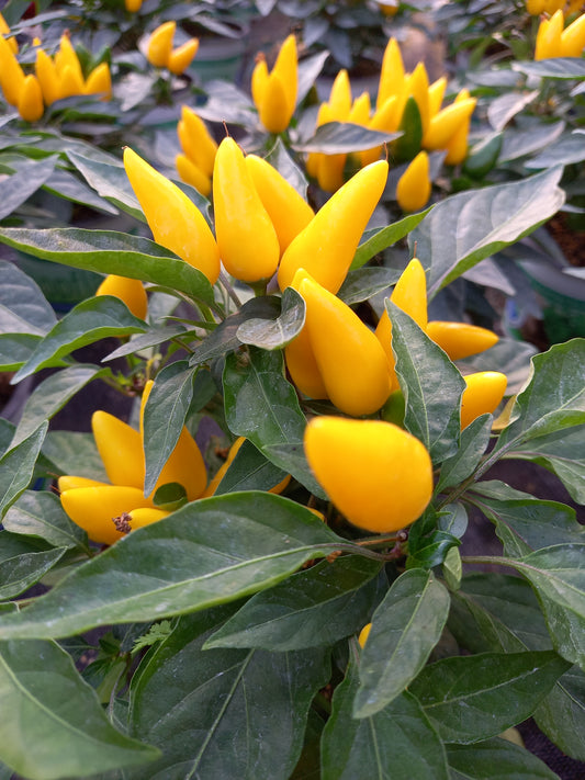 Bio Topf-Chili 'dick & fruchtig' (Capsicum annuum) - Topfpflanze