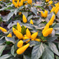 Bio Topf-Chili 'dick & fruchtig' (Capsicum annuum) - Topfpflanze