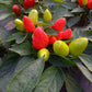 Bio Topf-Chili 'dick & fruchtig' (Capsicum annuum) - Topfpflanze