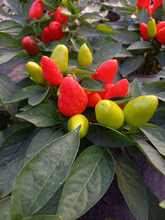 Bio Topf-Chili 'dick & fruchtig' (Capsicum annuum) - Topfpflanze