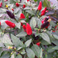 Bio Topf-Chili 'klein & rot' (Capsicum annuum) - Topfpflanze