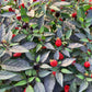 Bio Topf-Chili 'klein & rot' (Capsicum annuum) - Topfpflanze