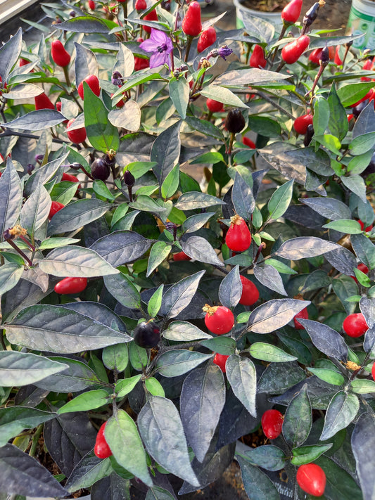 Bio Topf-Chili 'klein & rot' (Capsicum annuum) - Topfpflanze