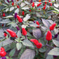 Bio Topf-Chili 'klein & rot' (Capsicum annuum) - Topfpflanze