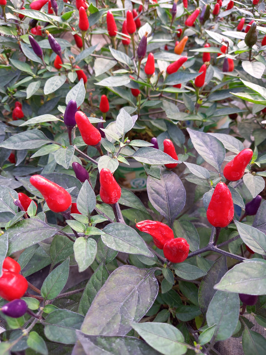 Bio Topf-Chili 'klein & rot' (Capsicum annuum) - Topfpflanze