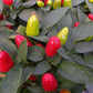 Bio Topf-Chili 'dick & fruchtig' (Capsicum annuum) - Topfpflanze