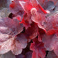 Bio Purpurglöckchen verschiedene Farben (Heuchera americana) - Topfpflanze