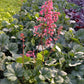 Bio Purpurglöckchen verschiedene Farben (Heuchera americana) - Topfpflanze
