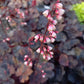 Bio Purpurglöckchen verschiedene Farben (Heuchera americana) - Topfpflanze