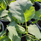 Bio Kohlrabi (Brassica oleracea gongylodes) - Topfpflanze