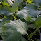 Bio Kohlrabi (Brassica oleracea gongylodes) - Topfpflanze