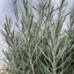 Bio Currykraut (Helichrysum italicum) - Topfpflanze