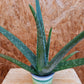 Bio Aloe (Aloe vera) - Topfpflanze