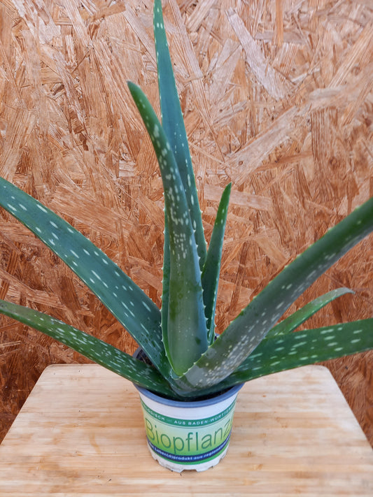 Bio Aloe (Aloe vera) - Topfpflanze