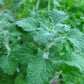 Bio Andorn (Marrubium vulgare) - Topfpflanze