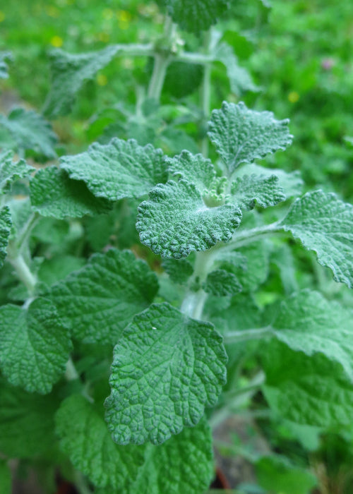 Bio Andorn (Marrubium vulgare) - Topfpflanze