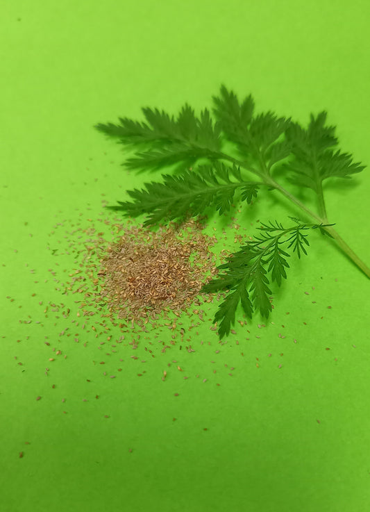 Bio Artemisia annua - Samen