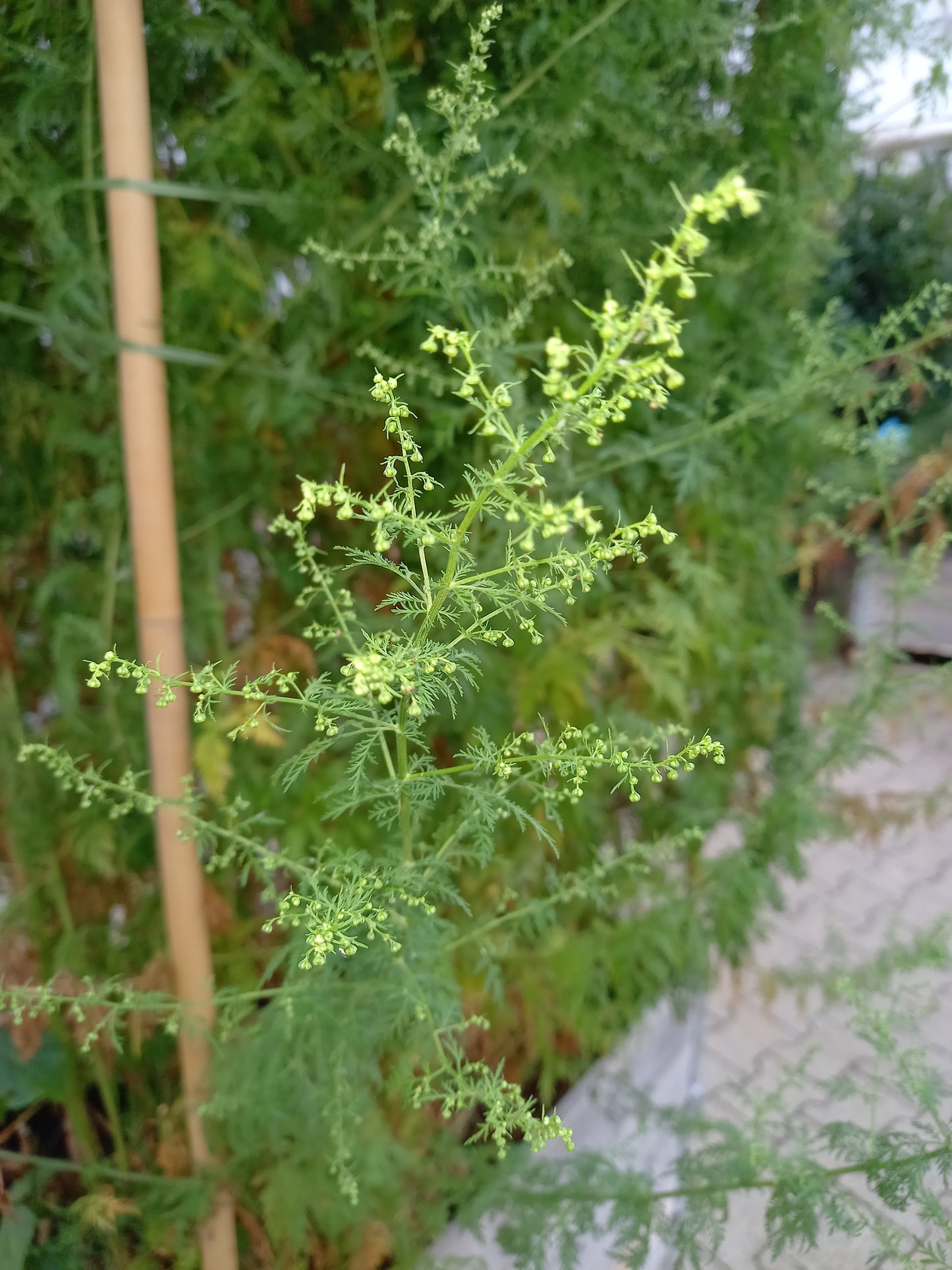 Bio Artemisia annua - Topfpflanze zur Trieb-/Samenernte