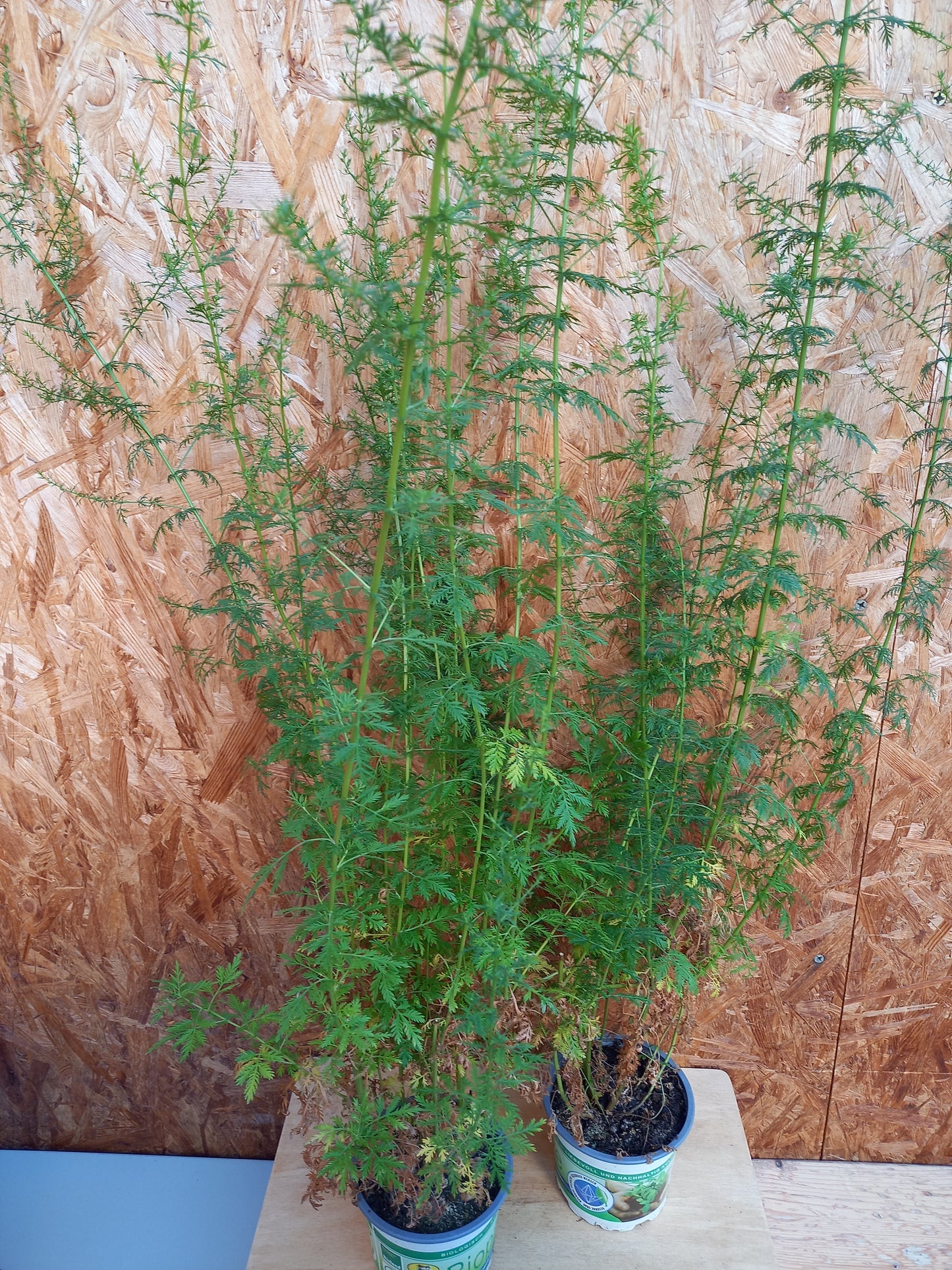 Bio Artemisia annua - Topfpflanze zur Trieb-/Samenernte