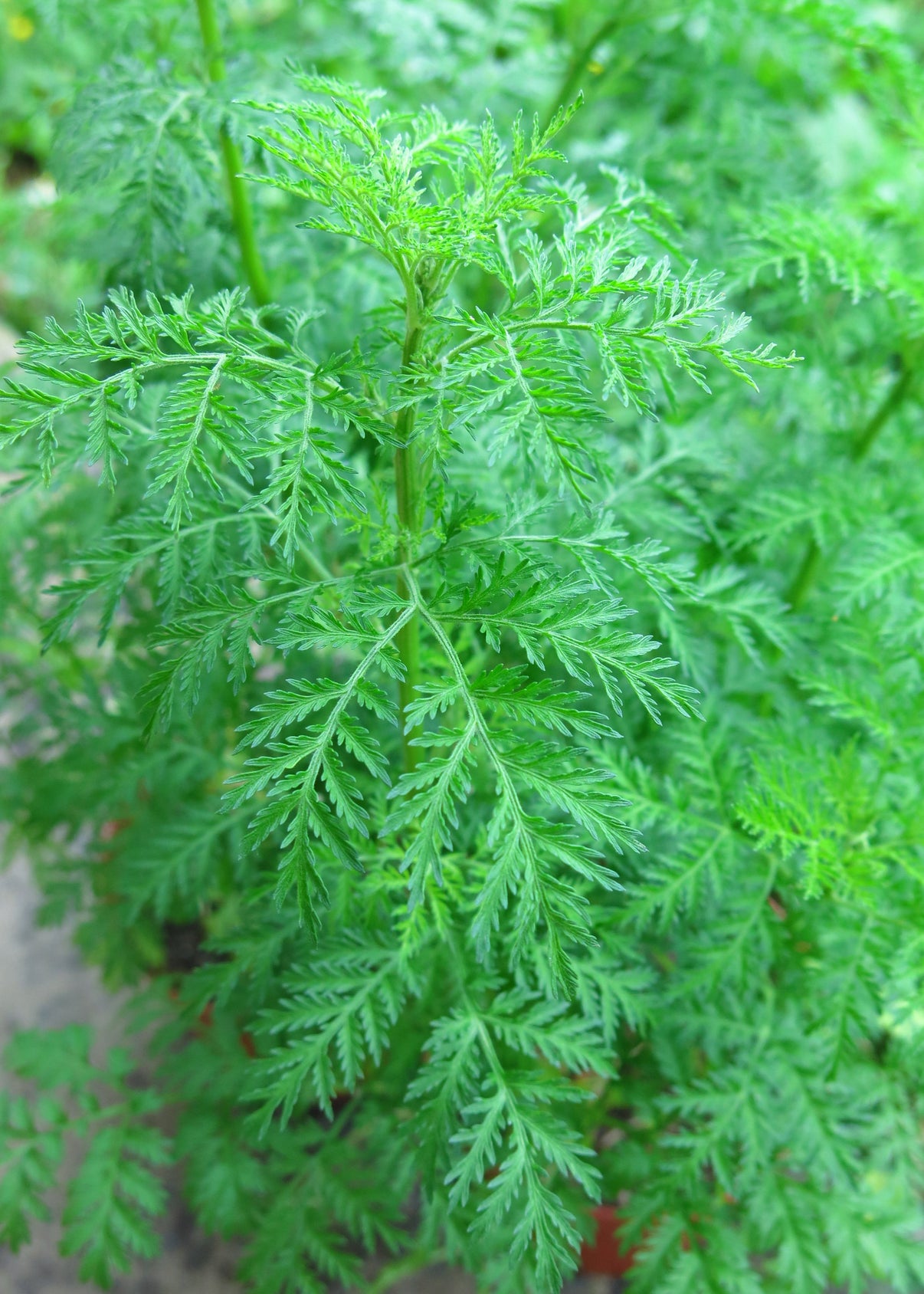 Bio Artemisia annua Topfpflanze Umbach Bioland Gärtnerei