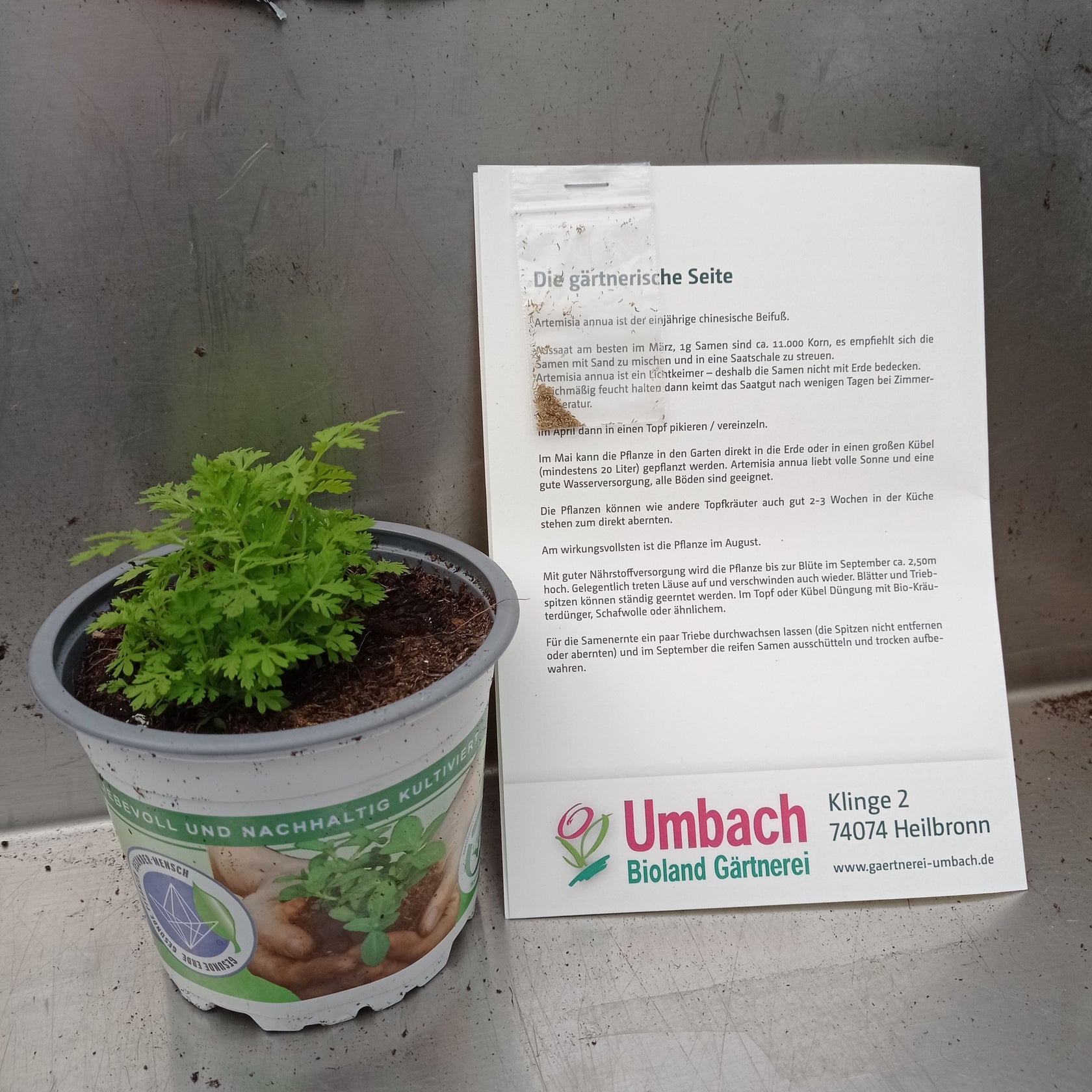 Bio Artemisia annua Samen Umbach Bioland Gärtnerei