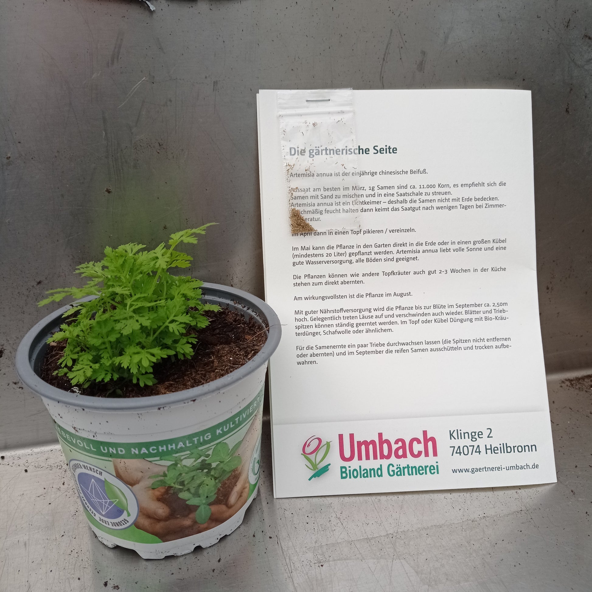 Bioland - annua Samen Bio Artemisia – Gärtnerei Umbach