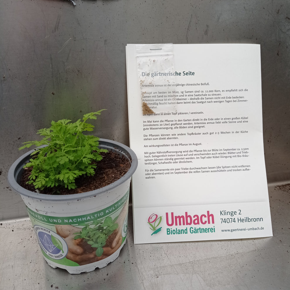 Bio Artemisia annua Samen Umbach Bioland Gärtnerei
