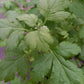 Bio Beifuß (Artemisia vulgaris var. vulgaris) - Topfpflanze