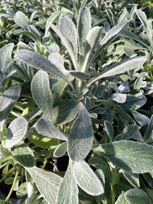 Bio Griechischer Bergtee (Sideritis syriaca) - Topfpflanze
