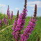 Bio Blut-Weiderich (Lythrum salicaria) - Topfpflanze