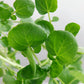 Bio Brunnenkresse (Nasturtium officinale) - Topfpflanze