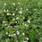 Bio Steinquendel (Calamintha nepeta) - Topfpflanze