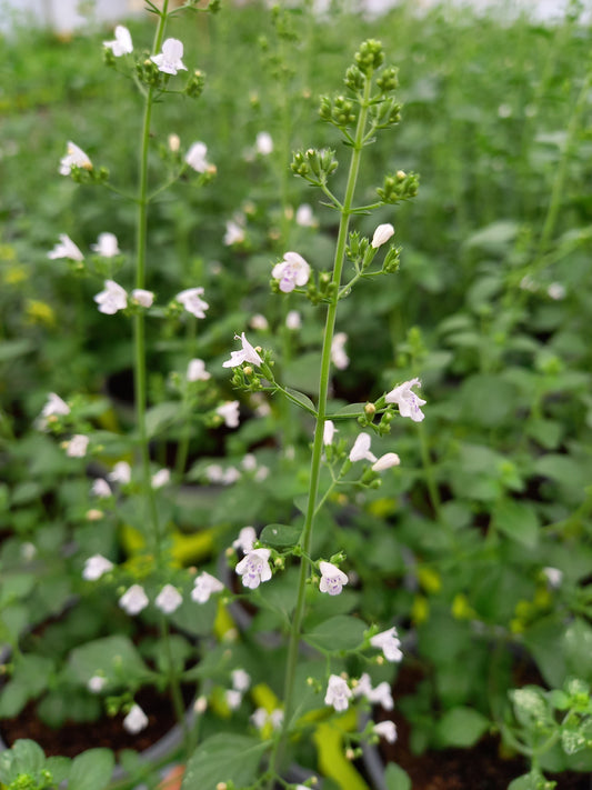 Bio Steinquendel (Calamintha nepeta) - Topfpflanze