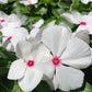 Bio Immergrün (Catharanthus roseus) - Topfpflanze