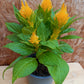 Bio Brandschopf (Celosia argentea ) - Topfpflanze