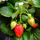 Bio Erdbeere, immertragend "Elan" (Fragaria) - Topfpflanze