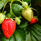 Bio Erdbeere, immertragend "Gasana" (Fragaria) - Topfpflanze