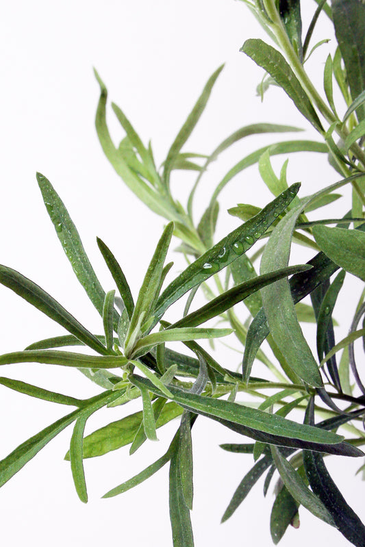 Bio Estragon (Artemisia dracunculus) - Topfpflanze