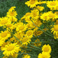 Bio Färberkamille (Anthemis tinctoria) - Topfpflanze