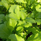 Bio Asiasalat 'Green in Snow' - Topfpflanze