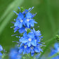 Bio Großer Ehrenpreis (Veronica teucrium) - Topfpflanze