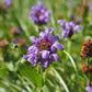 Bio Große Braunelle (Prunella grandiflora) - Topfpflanze