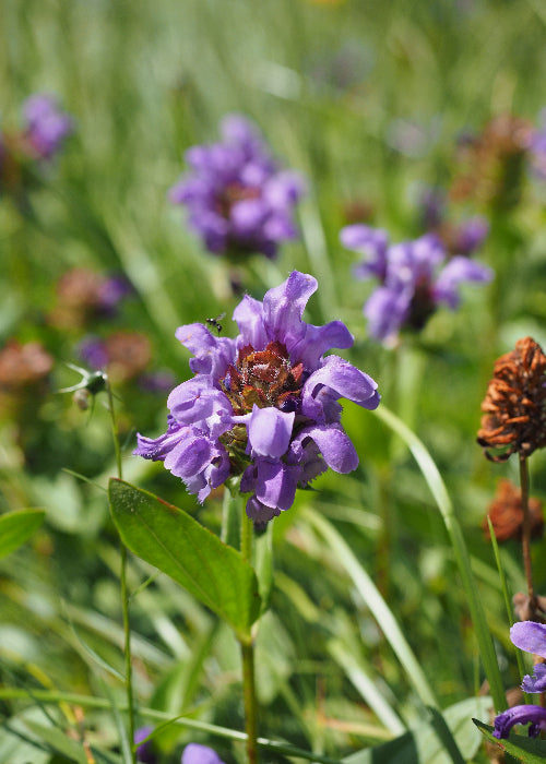 Bio Große Braunelle (Prunella grandiflora) - Topfpflanze