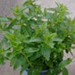 Bio Großer Ehrenpreis (Veronica teucrium) - Topfpflanze