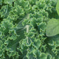 Bio Grünkohl (Brassica oleracea var. sabellica) - Topfpflanze