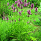 Bio Heil-Ziest (Betonica officinalis) - Topfpflanze