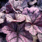 dunkel / violett
