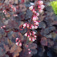 Bio Purpurglöckchen verschiedene Farben (Heuchera americana) - Topfpflanze